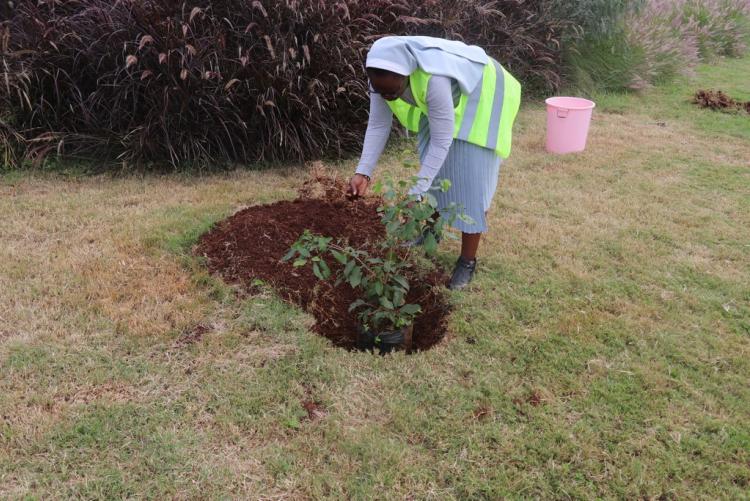 Nancy Owili planting trees